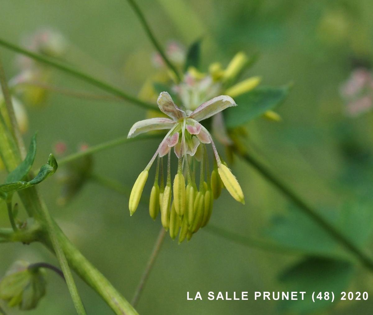 Meadow Rue, Lesser flower